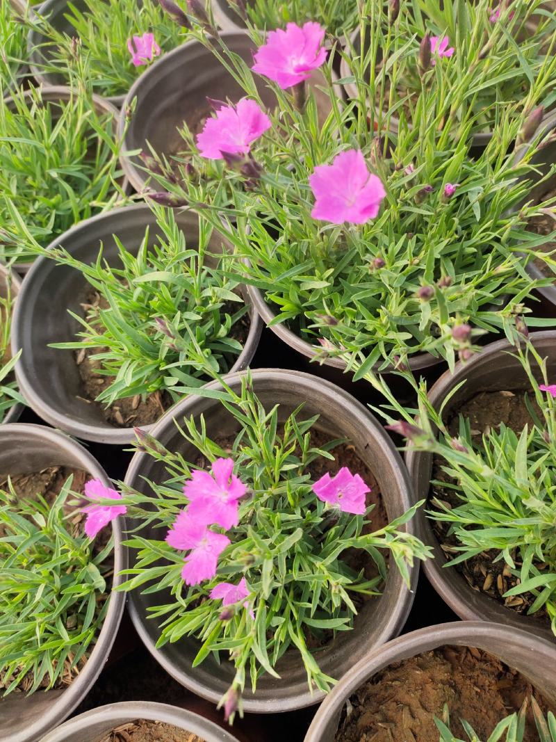 粉花欧石竹价格粉花欧石竹出售粉花欧石竹产地