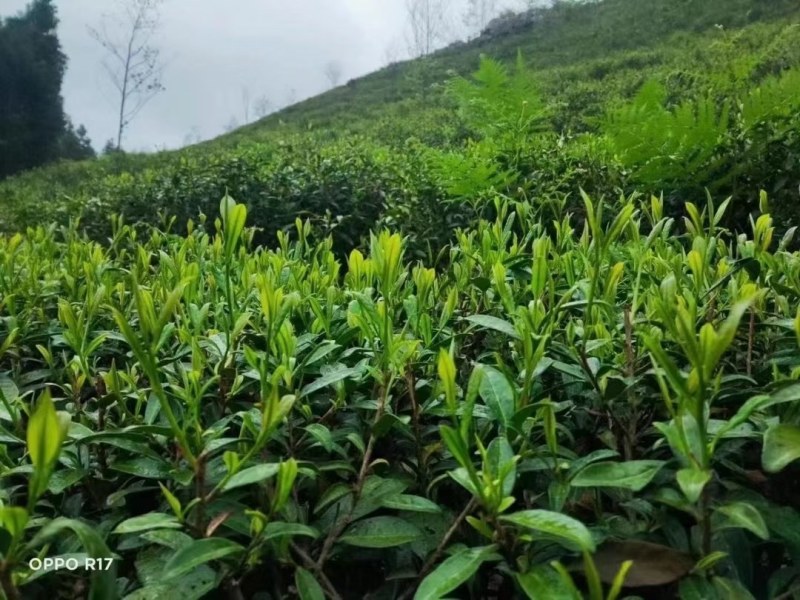 高山原生态的绿茶