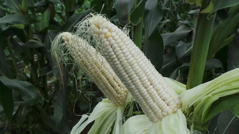 精品糯玉米，新疆玉米，质量保证大量现货全国批发