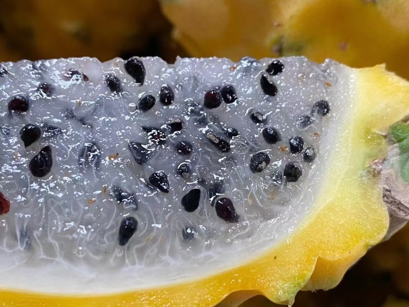 海南燕窝果一件代发