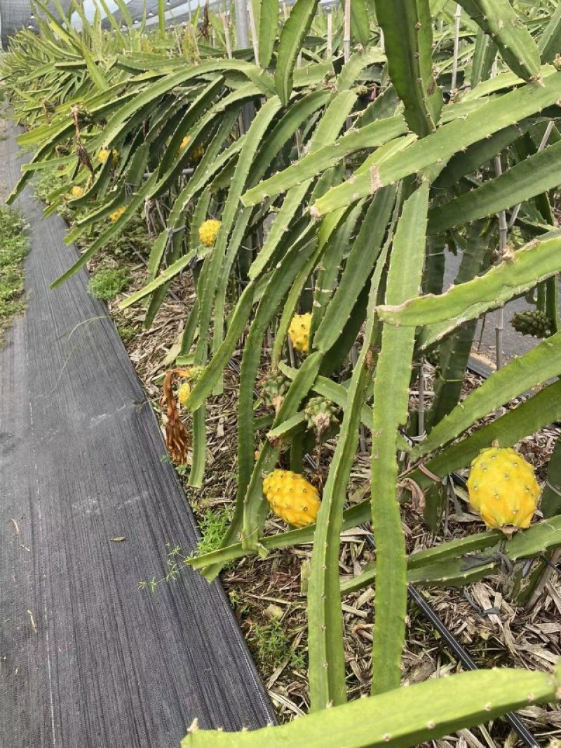 海南燕窝果一件代发