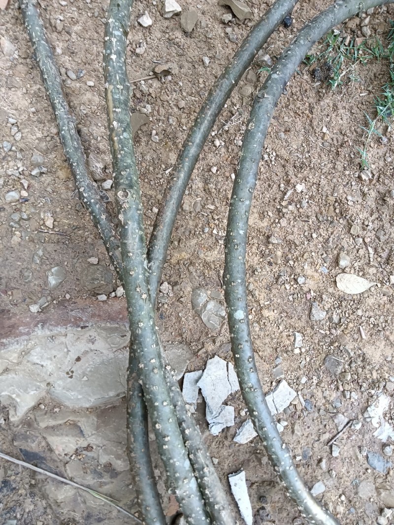 宽筋藤中药材宽筋藤中药材