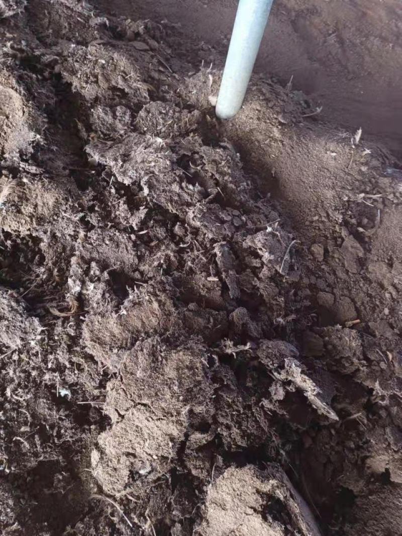 广东鸡粪长期有货货源充足基地直供质量保证诚信经营需要联系