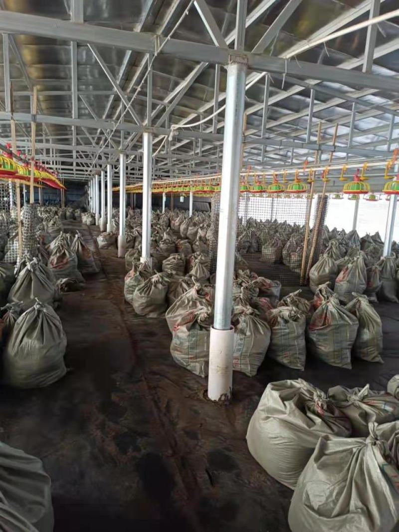 广东鸡粪长期有货货源充足基地直供质量保证诚信经营需要联系