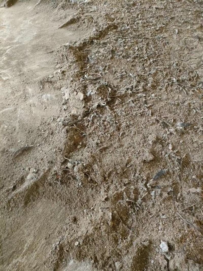 广东鸡粪长期有货货源充足基地直供质量保证诚信经营需要联系