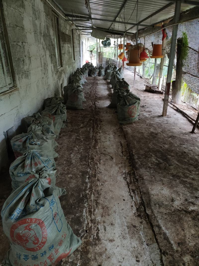 广东鸡粪长期有货货源充足基地直供质量保证诚信经营需要联系