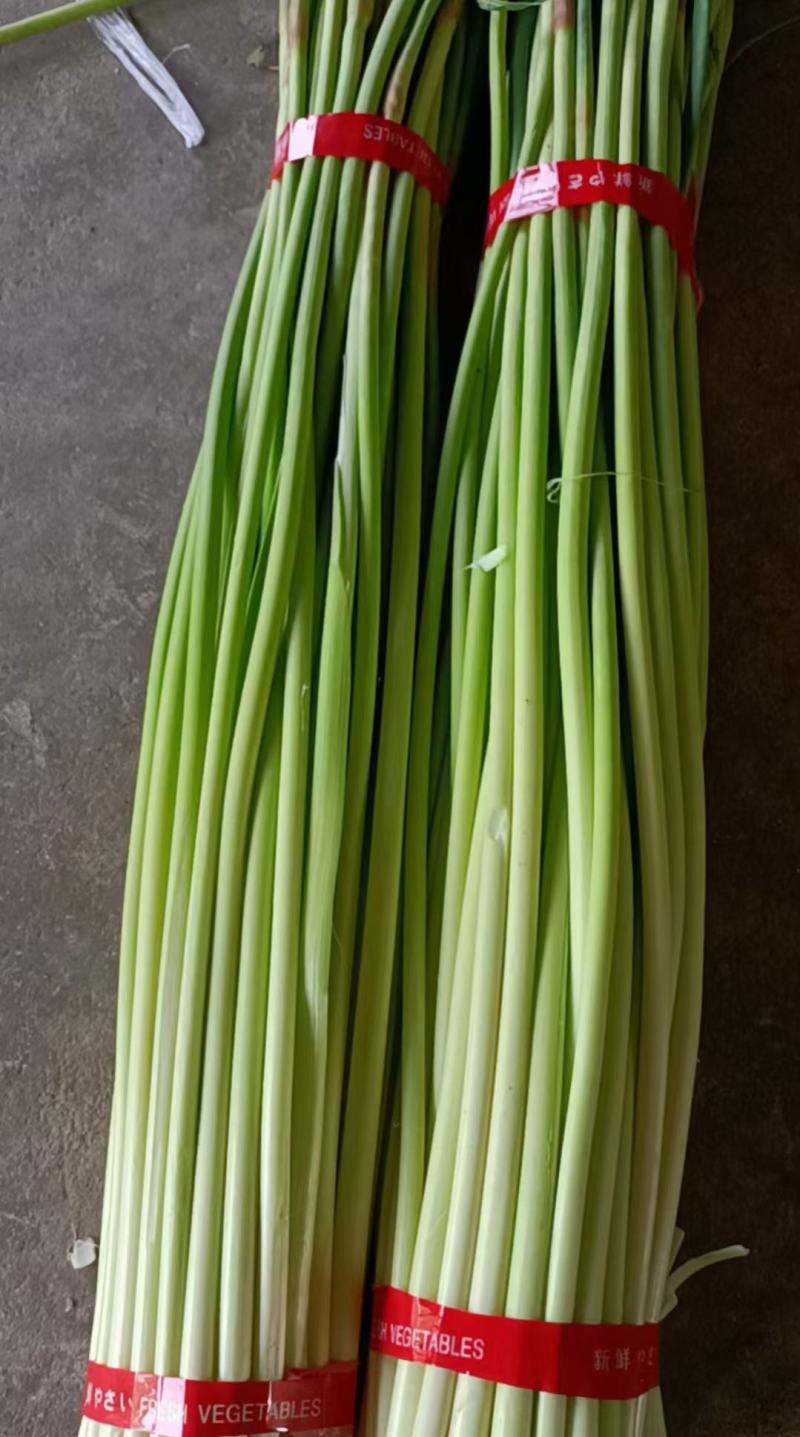 邳州精品小红帽蒜苔即将大量上市价格不高适合发每个市场