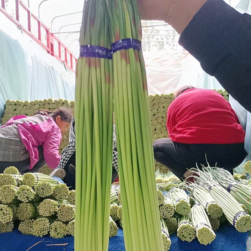 邳州精品小红帽蒜苔即将大量上市价格不高适合发每个市场