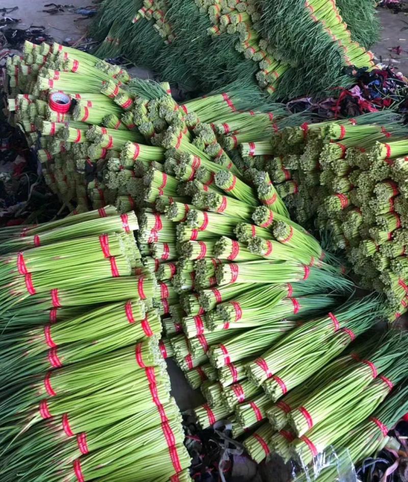 邳州精品小红帽蒜苔即将大量上市价格不高适合发每个市场