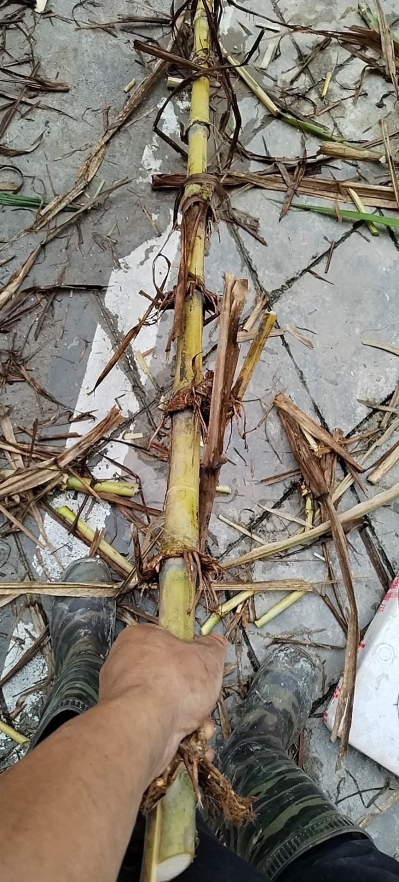 广西牧草王，甜象草根根像甘蔗一样粗，更加直，产量更高
