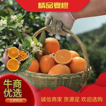 夏橙鲜果现摘无差价对接各大平台欢迎咨询