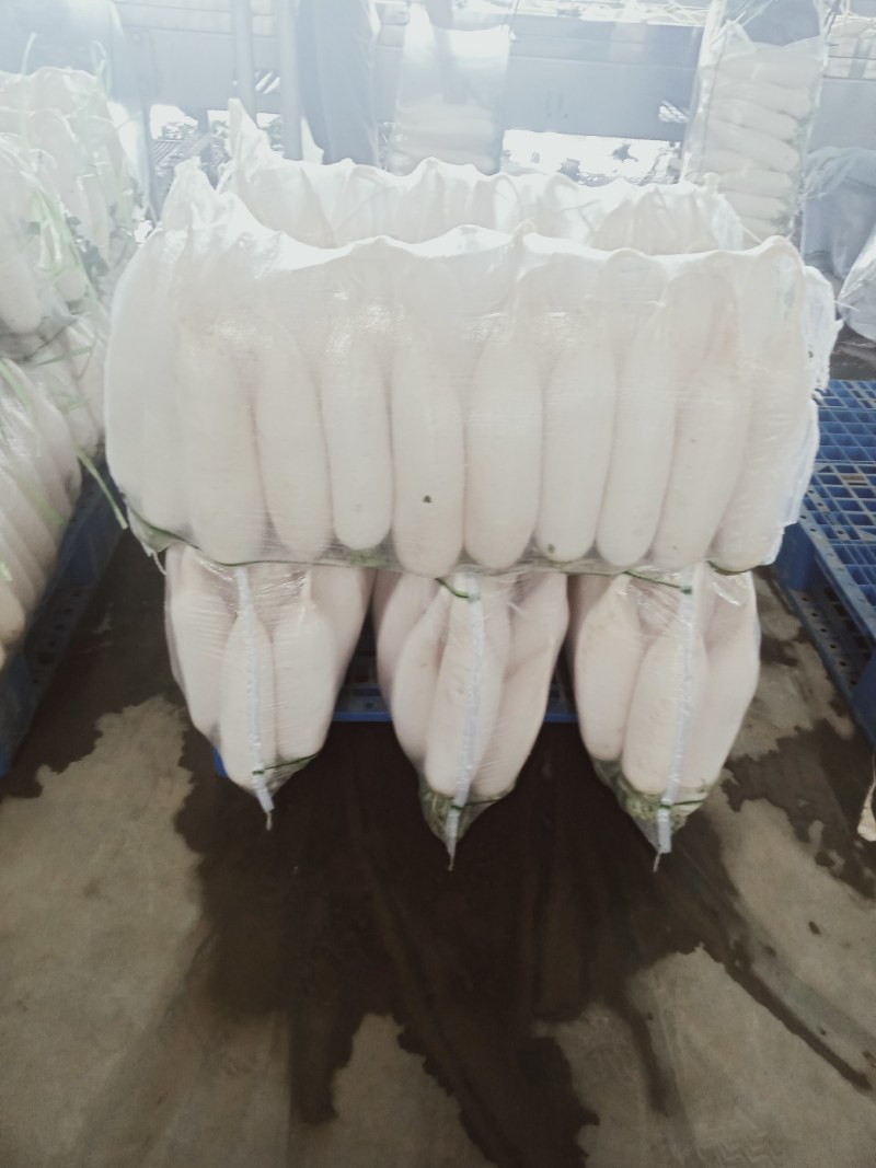 【牛商推荐】大量供应优质雪白萝卜品质保障货源充足