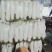 【牛商推荐】大量供应优质雪白萝卜品质保障货源充足