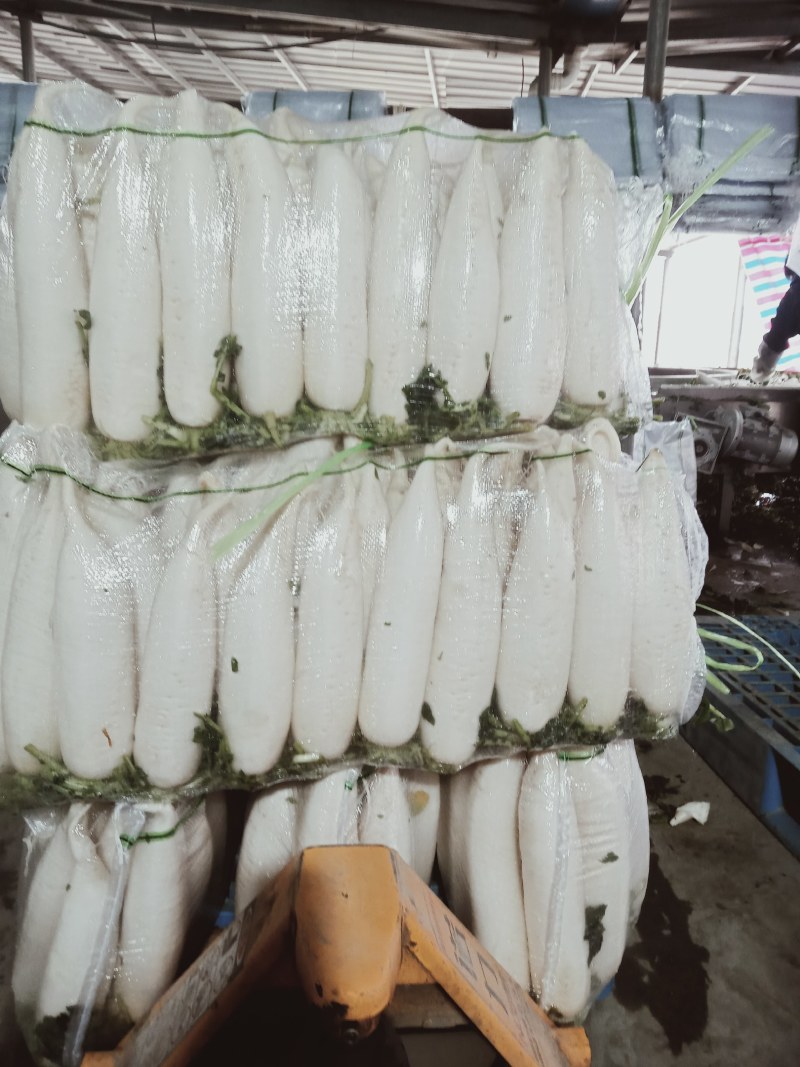 【牛商推荐】大量供应优质雪白萝卜品质保障货源充足