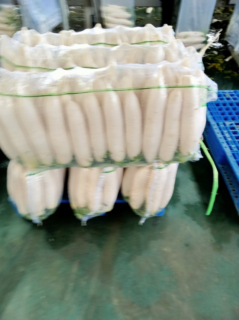 【牛商推荐】大量供应优质雪白萝卜品质保障货源充足
