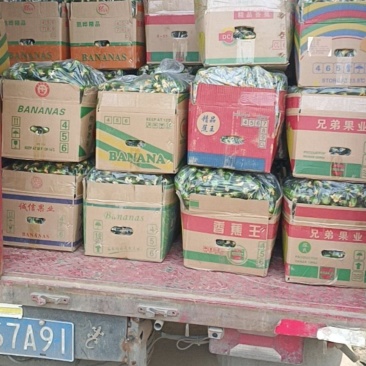 精品水果小黄瓜