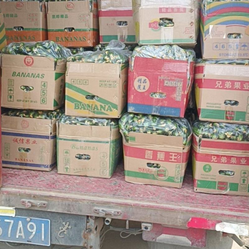 精品水果小黄瓜