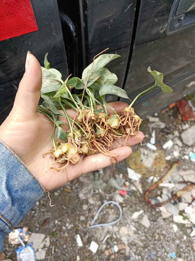 优良品种姜型多花甜黄精种苗（不倒苗），高产。