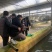 河豚鱼今年价格突破新高啦