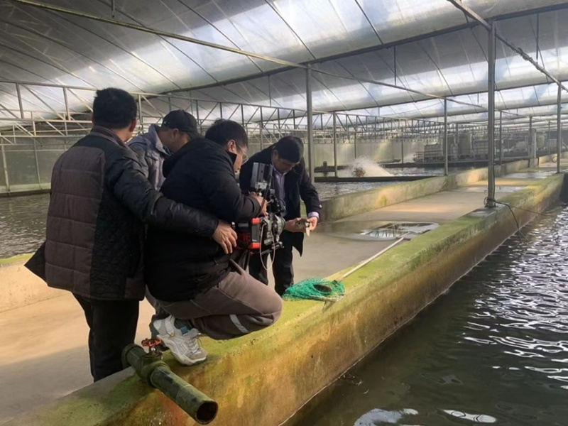河豚鱼今年价格突破新高啦