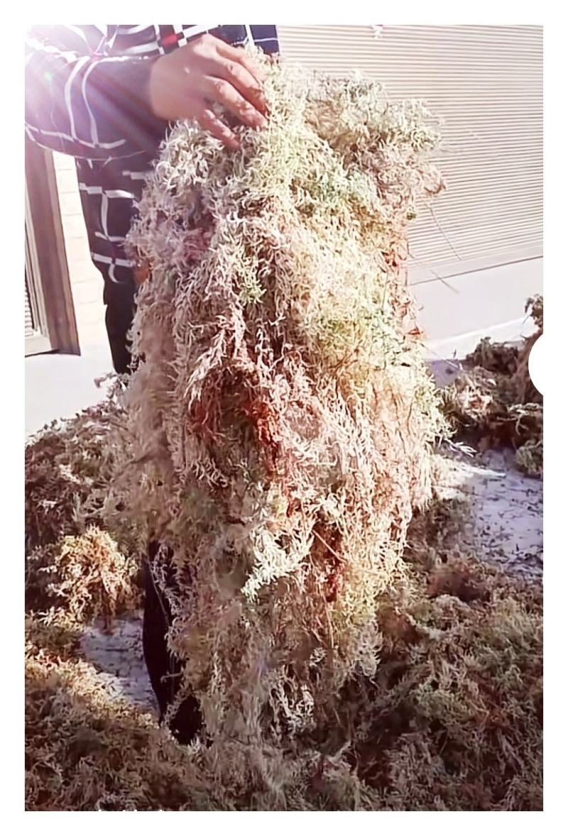 水苔（兰花专业种植用水苔）