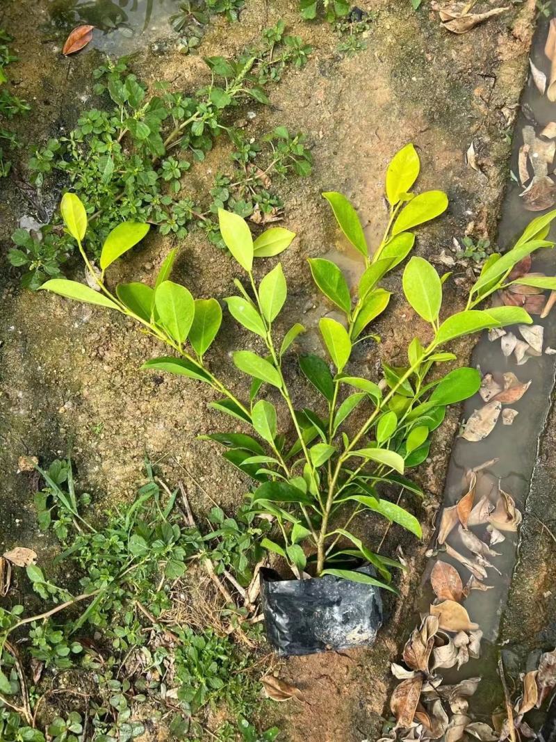 黄金榕盆景盆花福建漳州苗圃基地大量供应欢迎选购