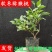 龙城二号软枣猕猴桃奇异果苗当年栽结果自花授粉南北方种植苗