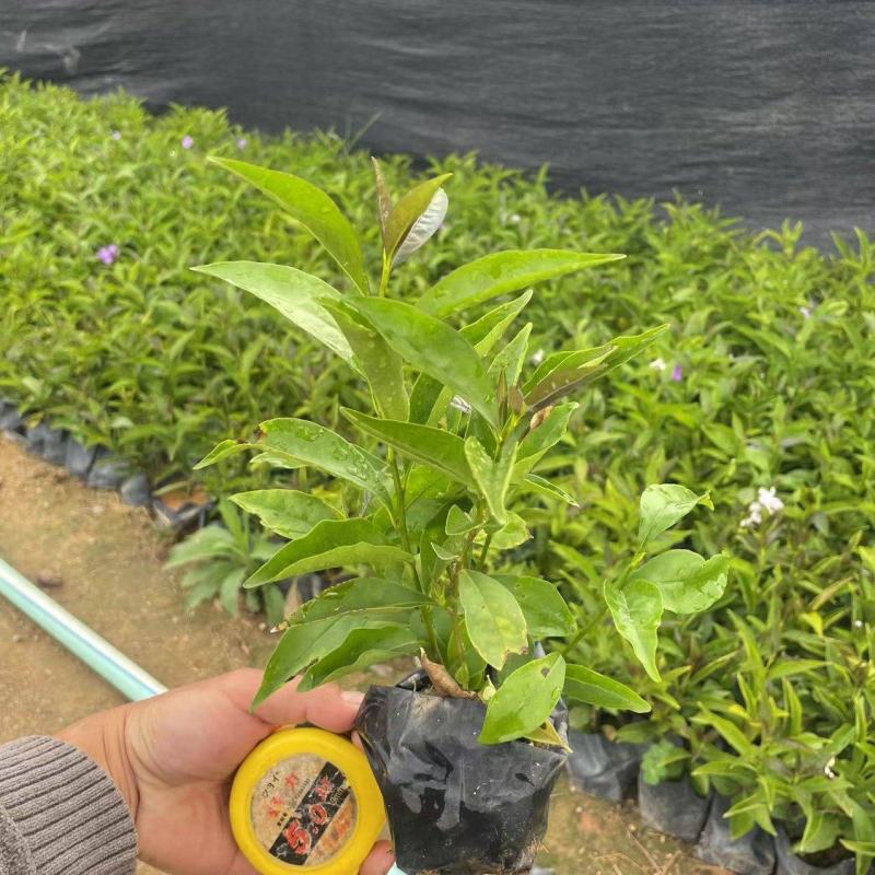 双色茉莉鸳鸯茉莉博森园艺常年供应货源稳定欢迎选购