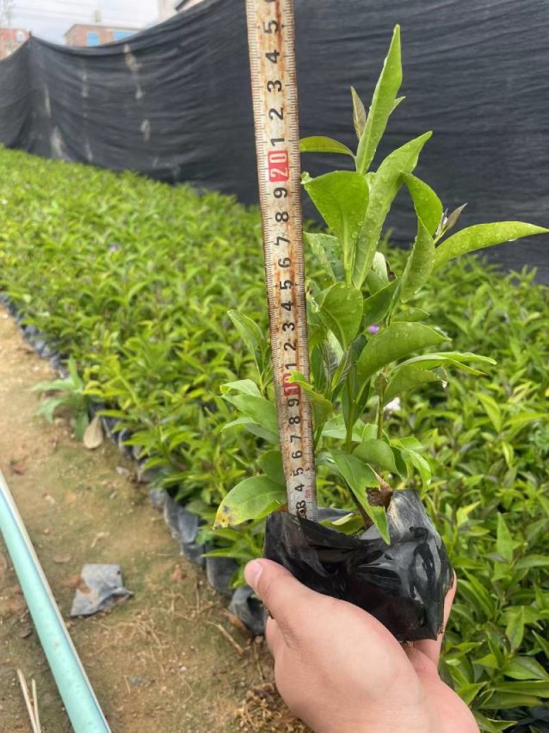 双色茉莉鸳鸯茉莉博森园艺常年供应货源稳定欢迎选购