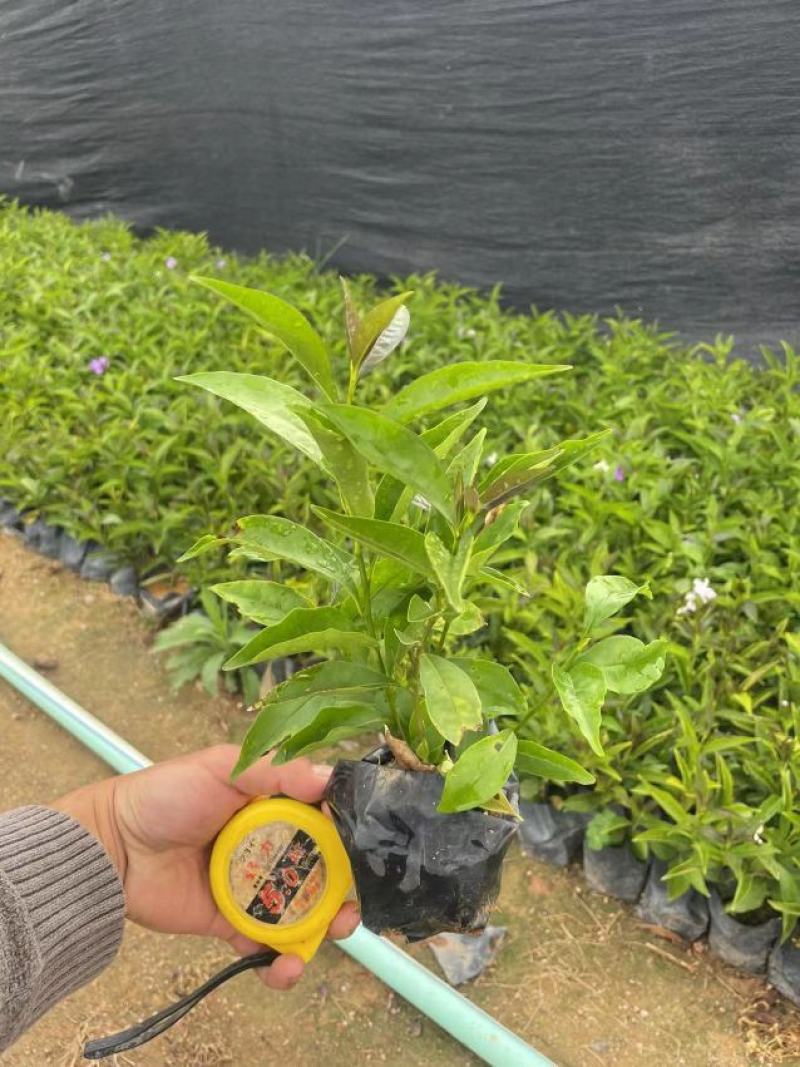 双色茉莉鸳鸯茉莉博森园艺常年供应货源稳定欢迎选购