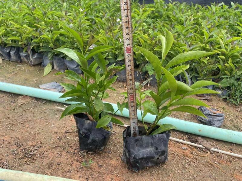 双色茉莉鸳鸯茉莉博森园艺常年供应货源稳定欢迎选购