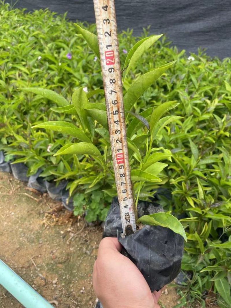 双色茉莉鸳鸯茉莉博森园艺常年供应货源稳定欢迎选购