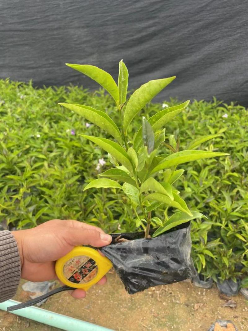 双色茉莉鸳鸯茉莉博森园艺常年供应货源稳定欢迎选购