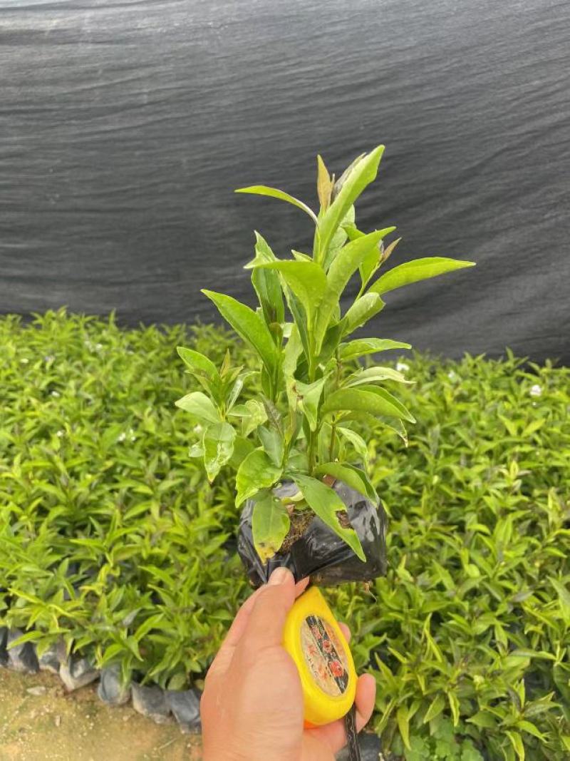 双色茉莉鸳鸯茉莉博森园艺常年供应货源稳定欢迎选购
