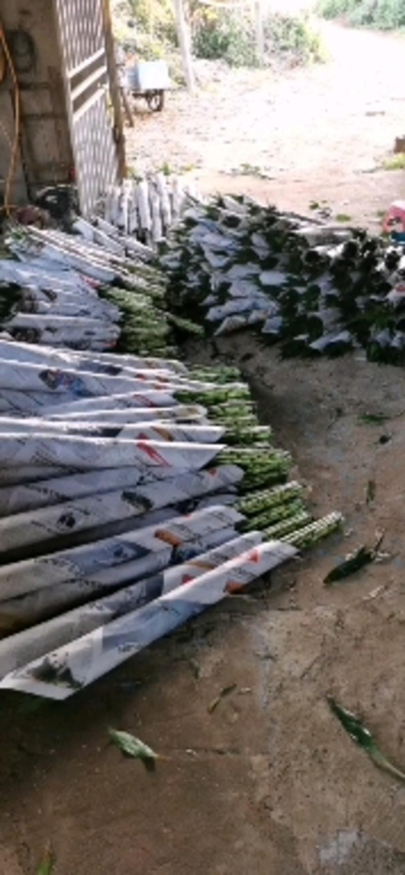 海南原产地富贵竹，自种自销，量大从优，欢迎订购