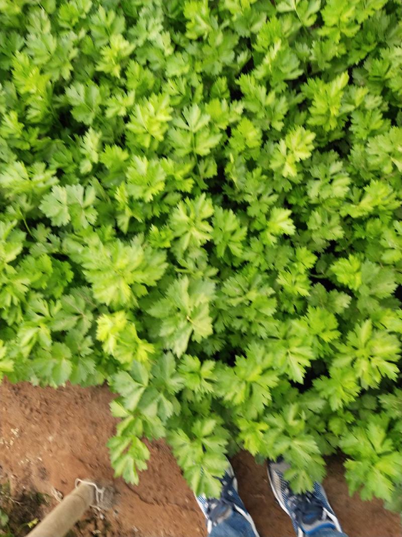 肃宁县芹菜