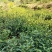 安徽省泾县纯野生有机绿茶