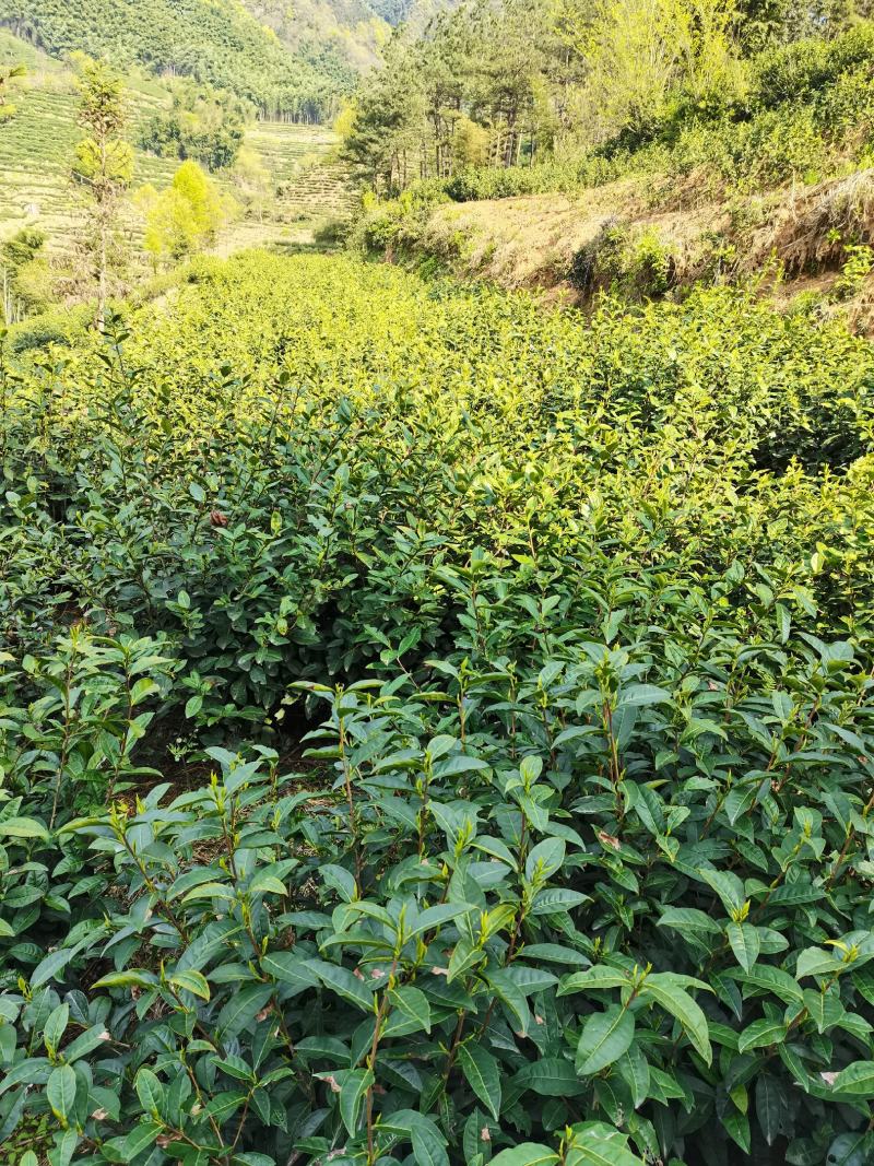 安徽省泾县纯野生有机绿茶