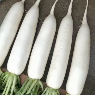 萝卜，白萝卜，泡菜白萝卜货源充足，产地批发，物美价廉
