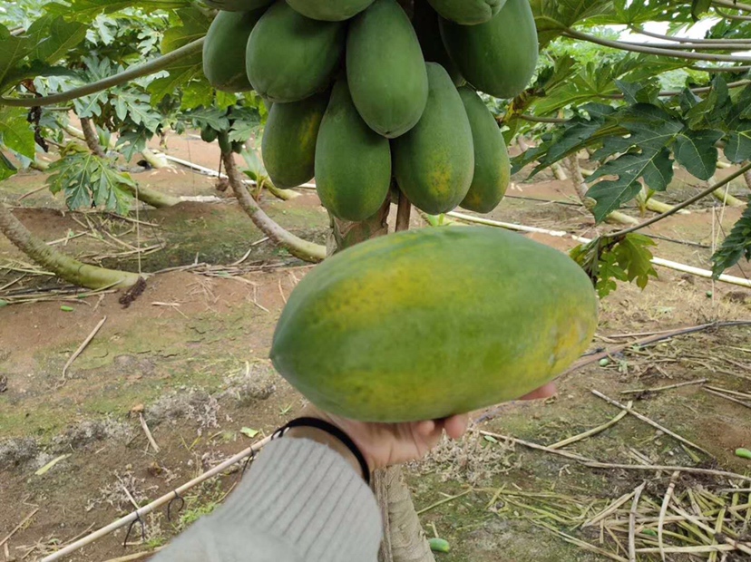 信息图表:世界地图底图,高亮标注东南亚(缅甸至马来西亚)为柚子(Citrus maxima)原产地;中国南部、印度东北部标为野生橘(C. reticulata);印度西南部标为野生柠檬/枸橼(C. medica);箭头示意古代传播路径;图例注明‘All belong to Rutaceae > Citrus’ 全球主要柑橘属原始种分布地图