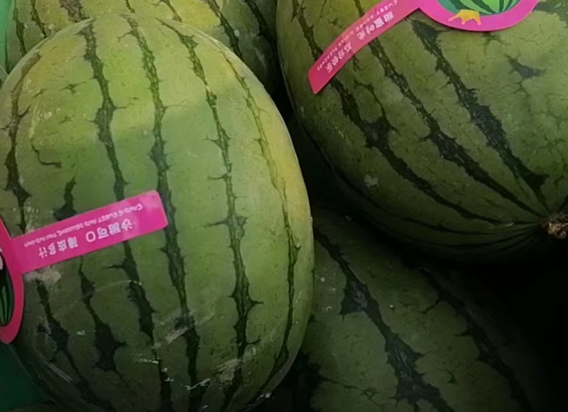 早春红玉西瓜产地直发量大从优欢迎咨询