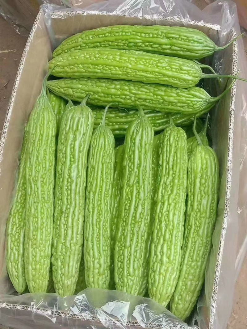 【苦瓜】河南精品苦瓜产地直销长期供应市场电商商超全国发货