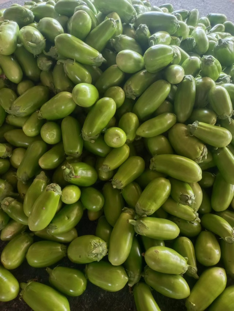 【茄子】青茄大量上市基地直供损坏包赔量大从优