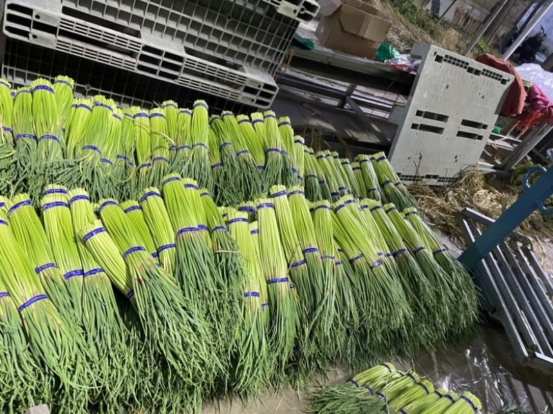 【新鲜】邳州红帽蒜苔，一首货源！产地直销！品质保障