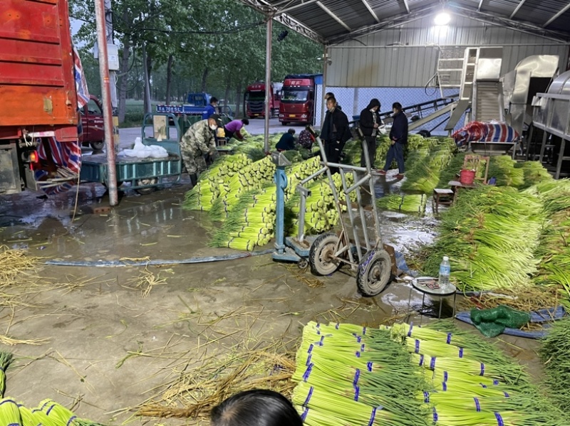 【新鲜】邳州红帽蒜苔，一首货源！产地直销！品质保障