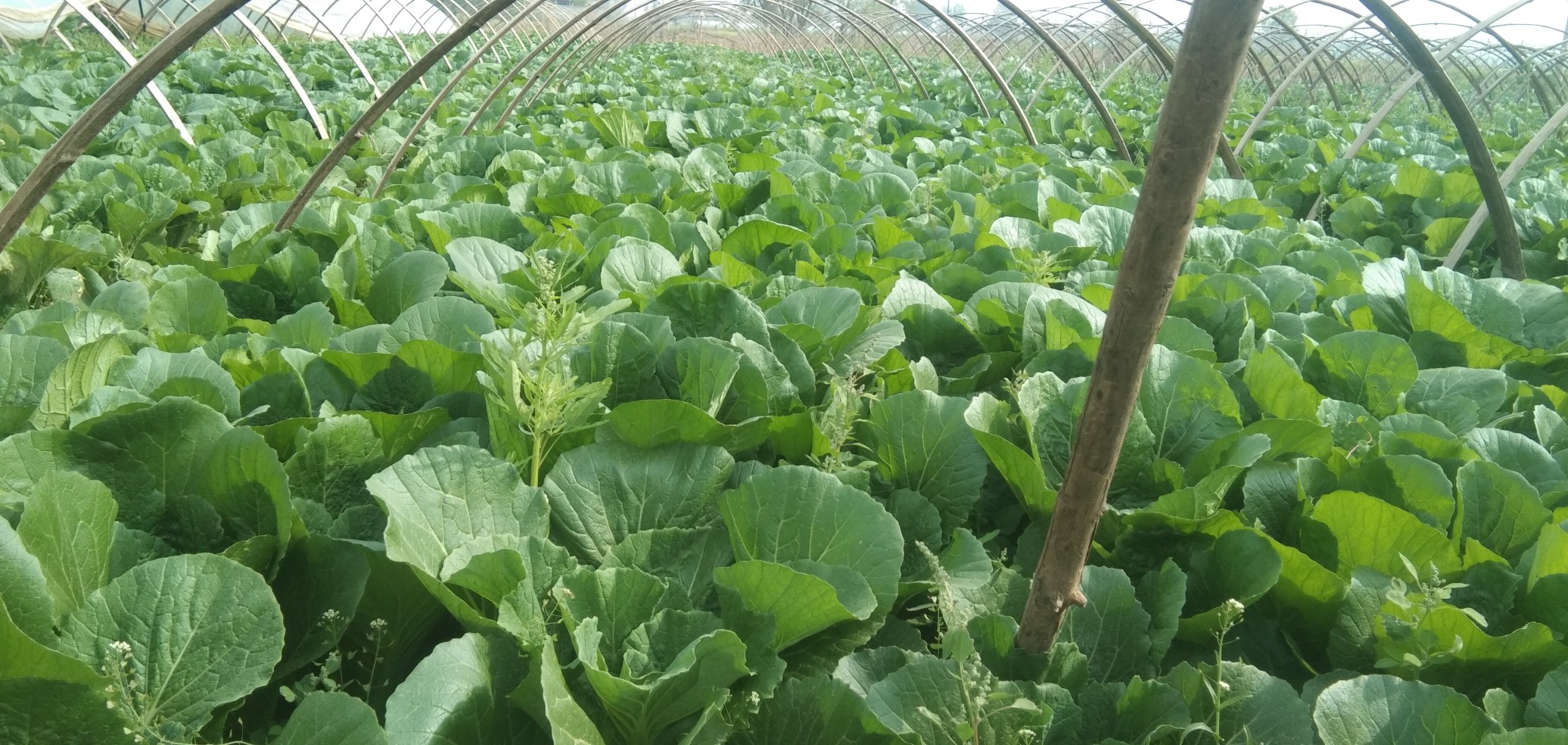 碧玉菠菜绿在山东寿光大棚中生长情况 碧玉菠菜绿在山东寿光大棚中生长情况