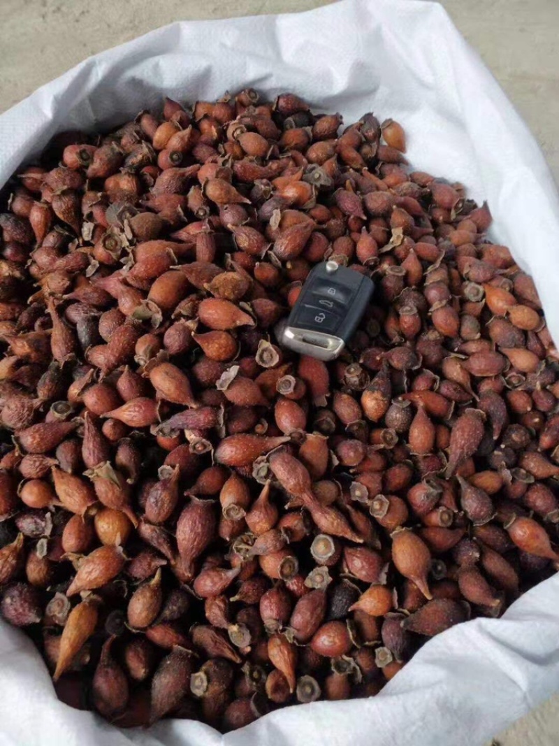金樱子干货新货上市广西产地直供质量上乘货源稳定量大价优
