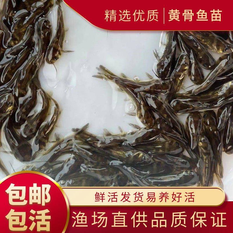黄骨鱼苗黄颡鱼苗黄辣丁渔场包活到家免费提供养殖技术指导