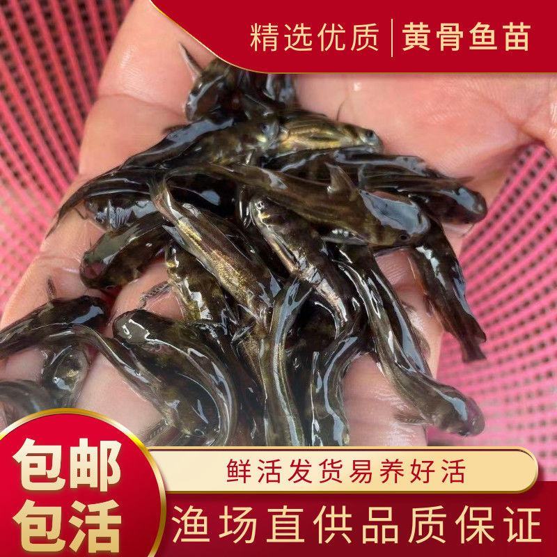 黄骨鱼苗黄颡鱼苗黄辣丁渔场包活到家免费提供养殖技术指导