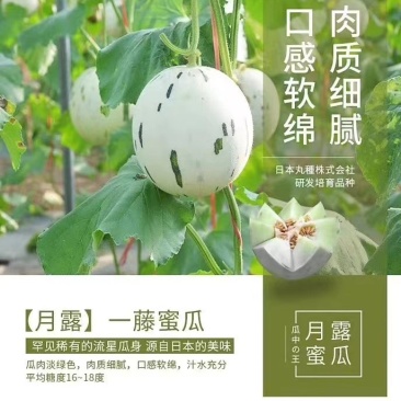 精品月露蜜瓜产地直供大量上市欢迎老板选购